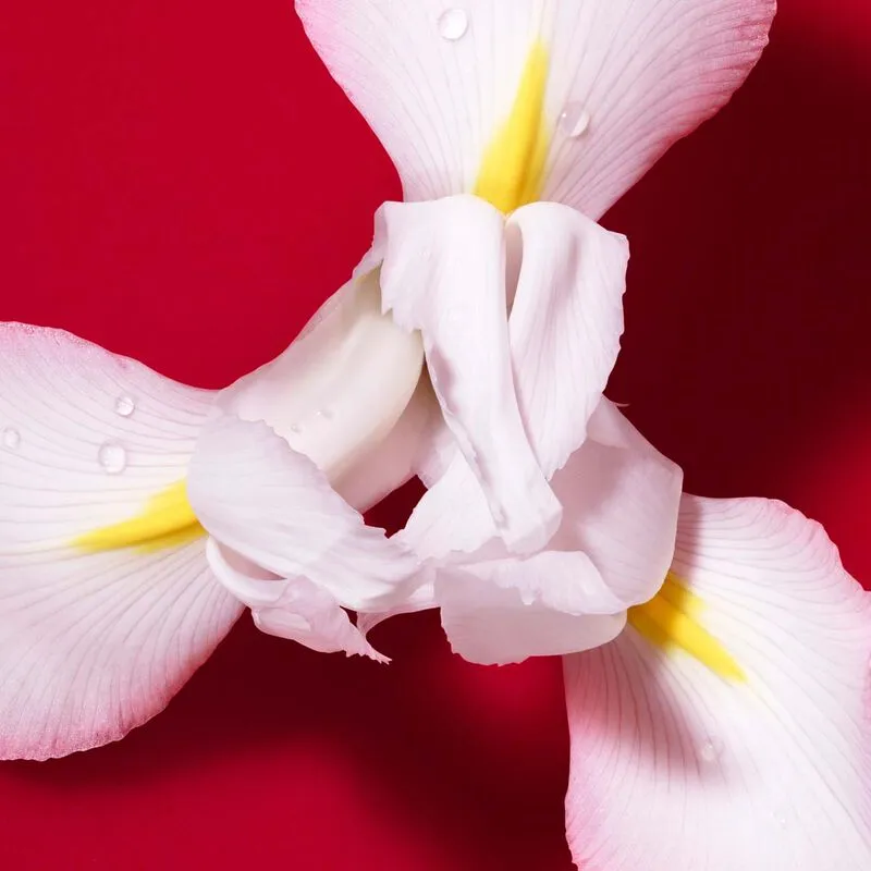 Sì Passione Red Bloom